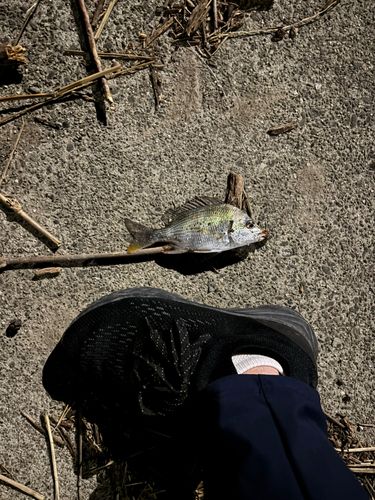 キビレの釣果
