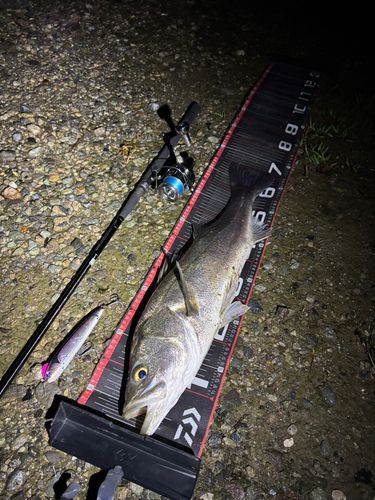 シーバスの釣果