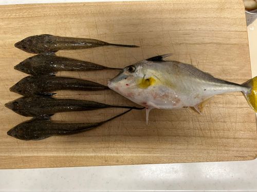 伊勢湾湾奥