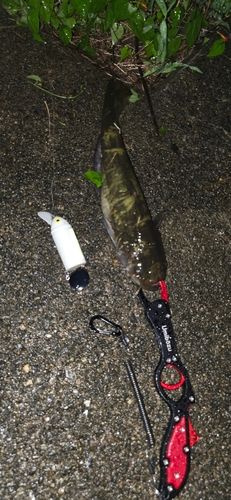 ナマズの釣果