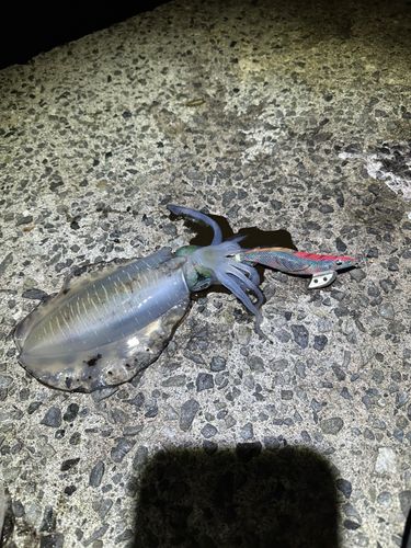 アオリイカの釣果