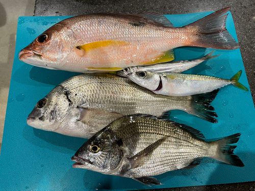 クロホシフエダイの釣果