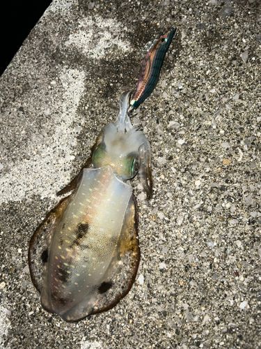 アオリイカの釣果