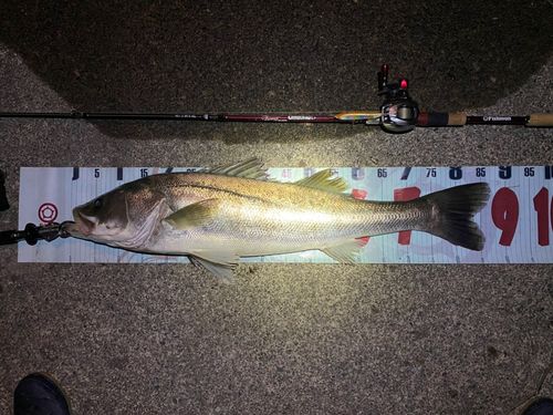 シーバスの釣果