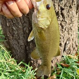 スモールマウスバス