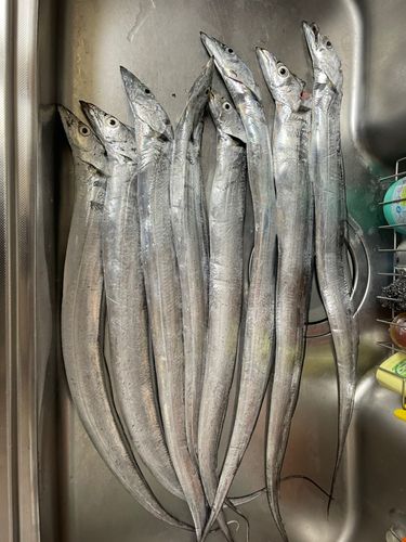 タチウオの釣果
