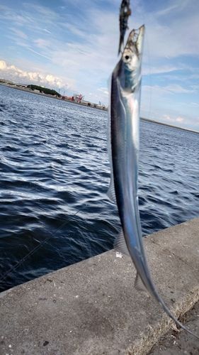 タチウオの釣果