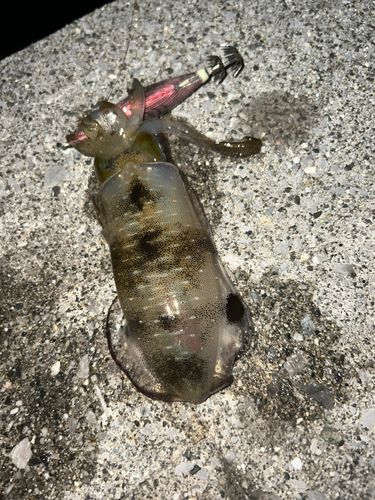 アオリイカの釣果