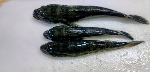 ハゼの釣果