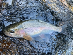 ニジマスの釣果