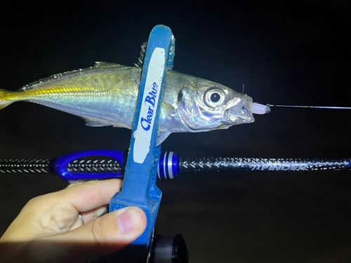 マアジの釣果