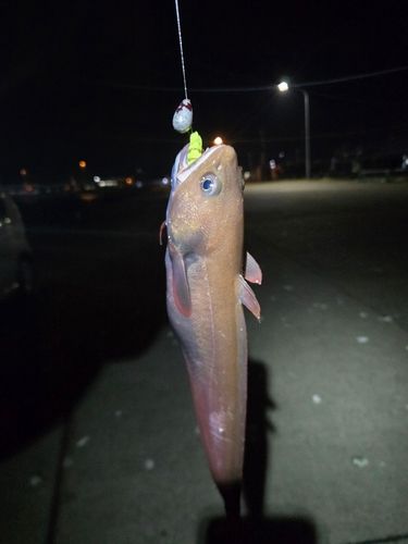 クロソイの釣果