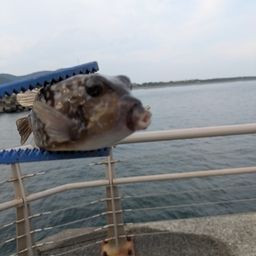 カサゴ