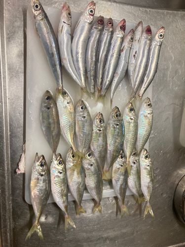 アジの釣果