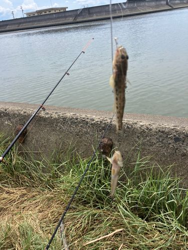 ハゼの釣果