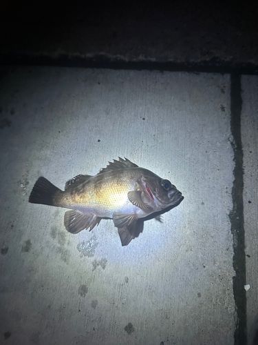 釣果