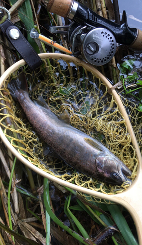 アマゴの釣果