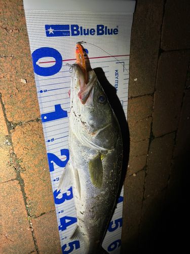 スズキの釣果