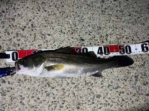 セイゴ（タイリクスズキ）の釣果