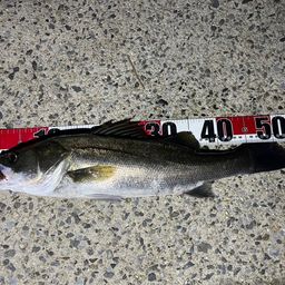 セイゴ（タイリクスズキ）