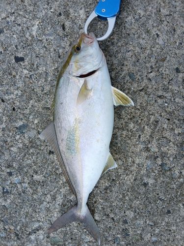ショゴの釣果