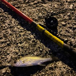 セイゴ（タイリクスズキ）