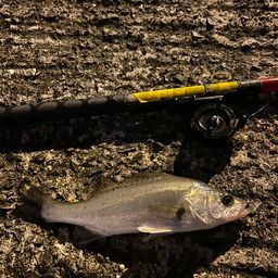 セイゴ（タイリクスズキ）