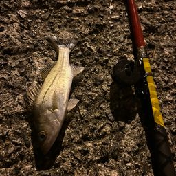 セイゴ（タイリクスズキ）