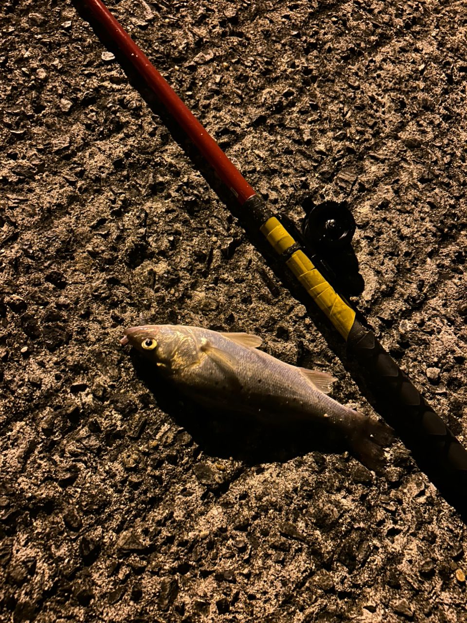 セイゴ（タイリクスズキ）