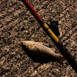 セイゴ（タイリクスズキ）