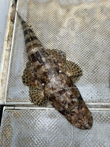 ワニゴチの釣果