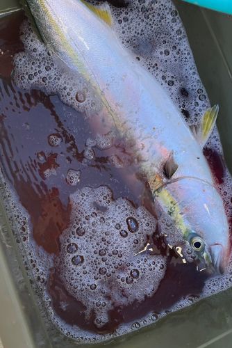ワラサの釣果