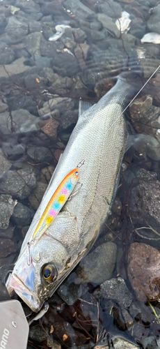 スズキの釣果