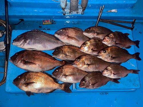 タイの釣果