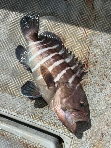 マハタの釣果