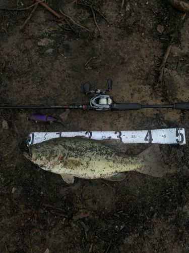 ラージマウスバスの釣果