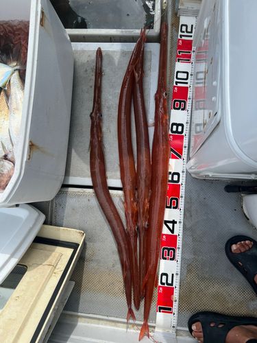 日向灘