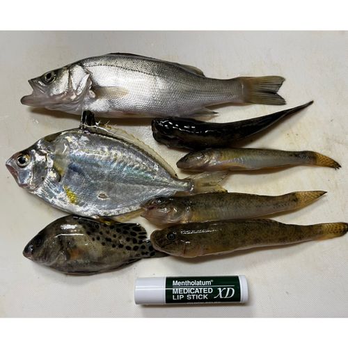 釣果