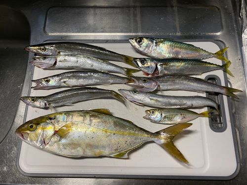 ショゴの釣果