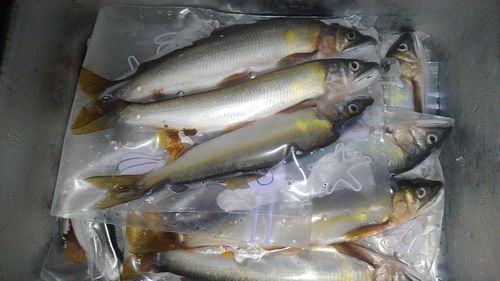 アユの釣果
