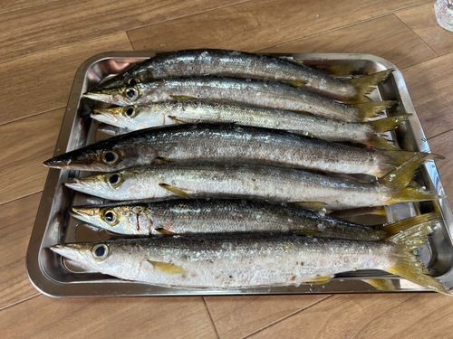 アカカマスの釣果