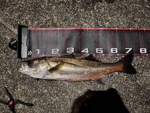 シーバスの釣果