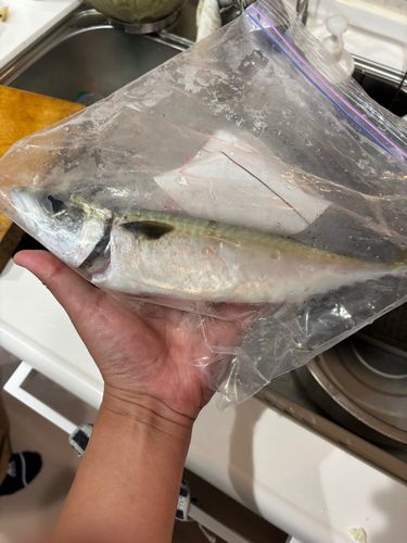 サバの釣果
