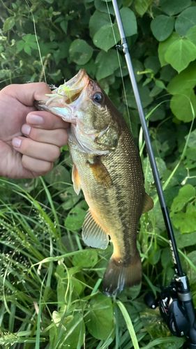 ブラックバスの釣果