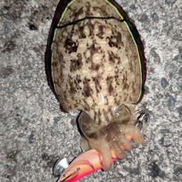 コウイカ