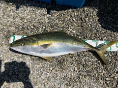 ブリの釣果