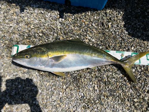 ブリの釣果