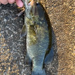 スモールマウスバス