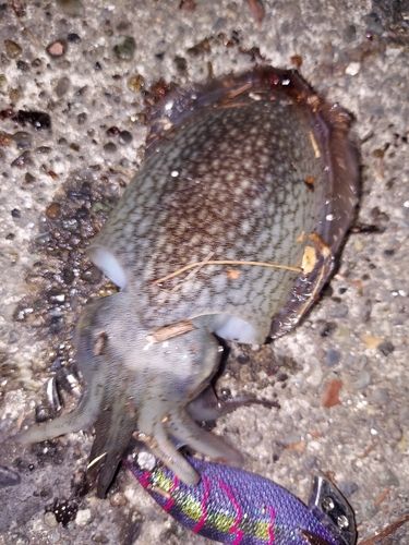 シリヤケイカの釣果