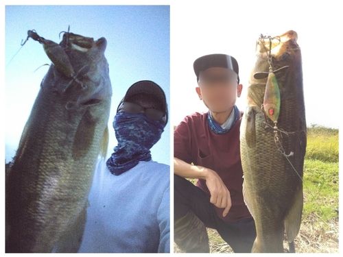 ブラックバスの釣果